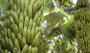 What are the challenges of being a banana export company?