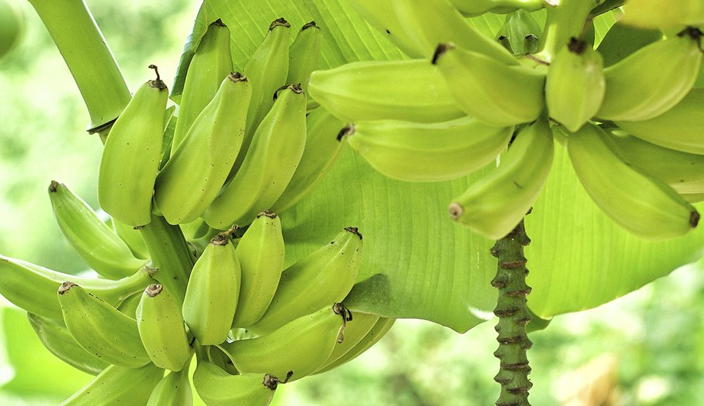 Main banana exporters 1