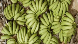 The top exporter of bananas from Perú