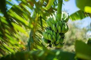 The Peruvian export banana industry: a look at facts and figures