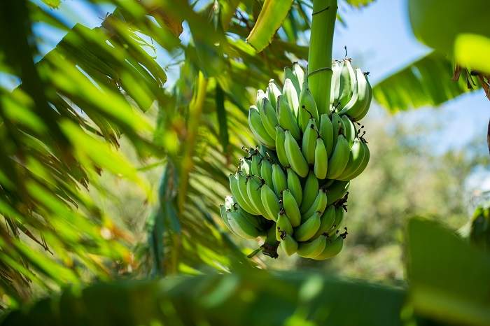 Peruvian export banana industry