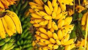 South American Banana Suppliers: A Global Sourcing Market